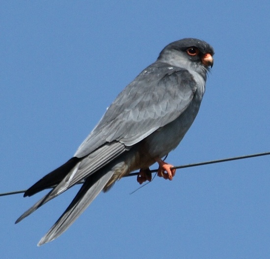 AMUR FALCON